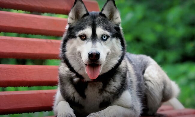 Hund. Quelle: Screenshot YouTube