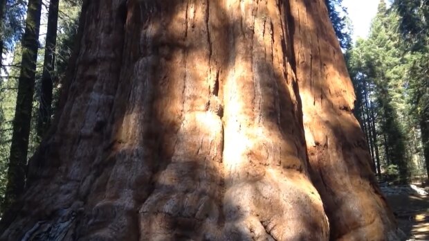Ein 3 200 Jahre alter Baum. Quelle: Youtube Screenshot