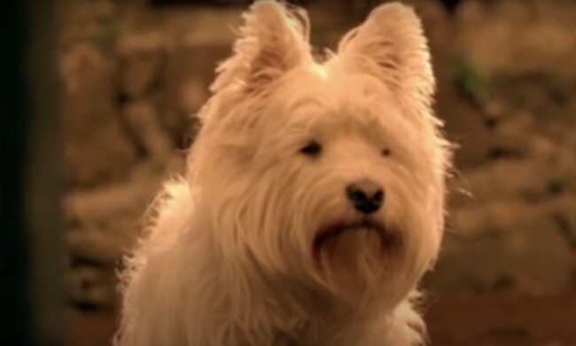 Hund. Quelle: Screenshot YouTube
