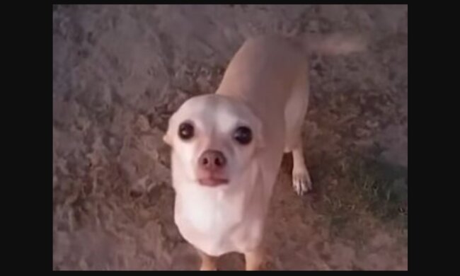Geoffrey. Quelle: Youtube Screenshot