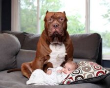 Der größte Pitbull der Welt ist zum Babysitter für ein drei Monate altes Baby geworden