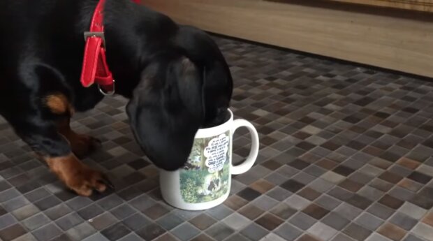 Hund trinkt Tee. Quelle: Youtube Screenshot