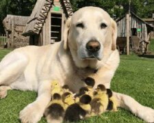 Labrador mit den Entenküken. Quelle: Screenshot Youtube