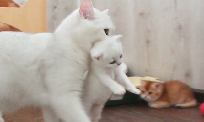 Katzenmutter trägt Kätzchen. Quelle: Screenshot Youtube