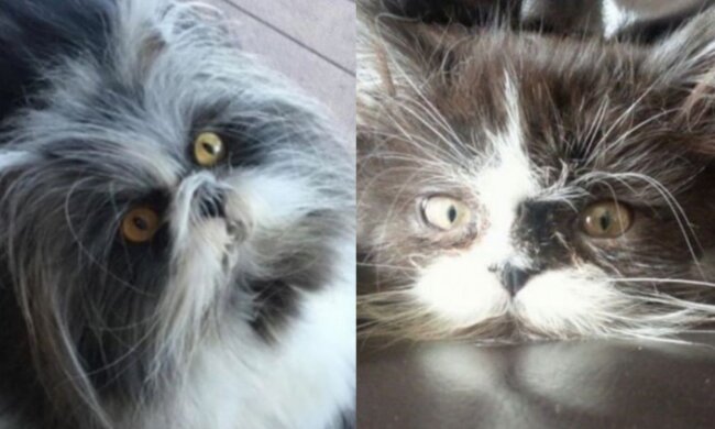 Ethome. Quelle: Screenshot