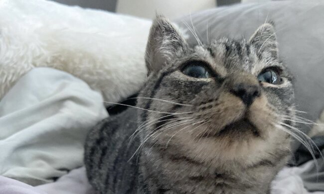 Katze. Quelle: Instagram.com