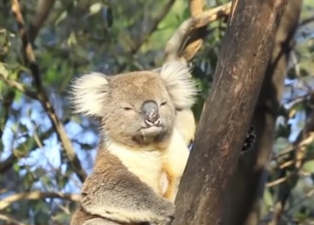 Koala. Quelle: Screenshot YouTube