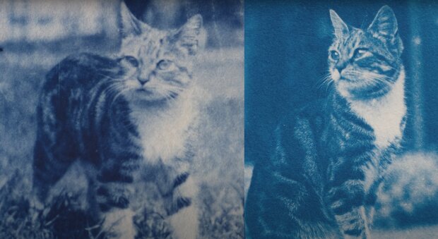 Ein Mann fand im Keller ein altes, versiegeltes Kästchen und entwickelte das dort liegende Negativ: Auf dem 120 Jahre alten Foto war eine Katze