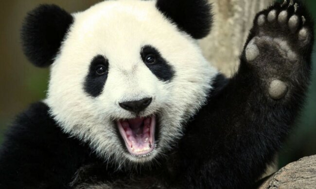 Warum man die Panda-Art retten muss und wie sie jetzt Diplomaten hilft