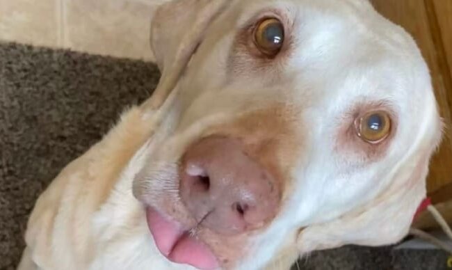 Eine Familie findet einen besonderen und einzigartigen Weg, ihren geliebten Hund zu ehren