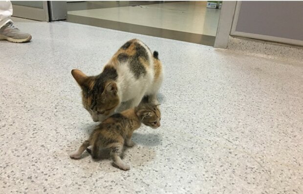 Eine obdachlose Katze brachte ihr Kätzchen ins Krankenhaus und bat die Menschen um Hilfe