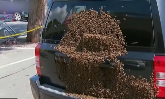 Bienen verfolgten die Autos der Frau. Quelle: Youtube Screenshot