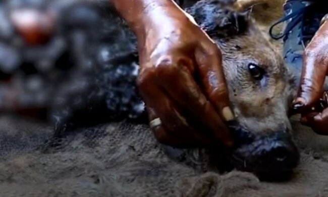 Freiwillige retteten mehrere Stunden lang einen obdachlosen Hund, der in ein Fass mit dem Teer fiel