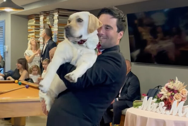 Der Tanz des Bräutigams mit einem Labrador im Stil von "Daddy Dog" erregt Aufmerksamkeit auf der Hochzeit