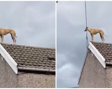 Hund auf dem Dach. Quelle: Screenshot