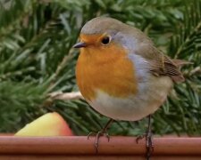 Vogel.  Quelle: Screenshot YouTube