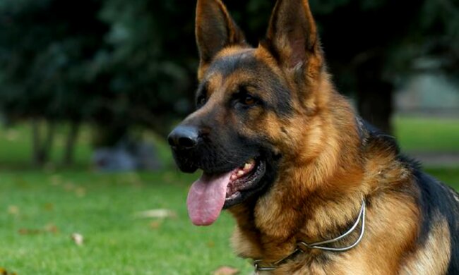 Schäferhündin. Quelle: Screenshot Youtube