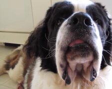 Der Hund. Quelle: Screenshot YouTube