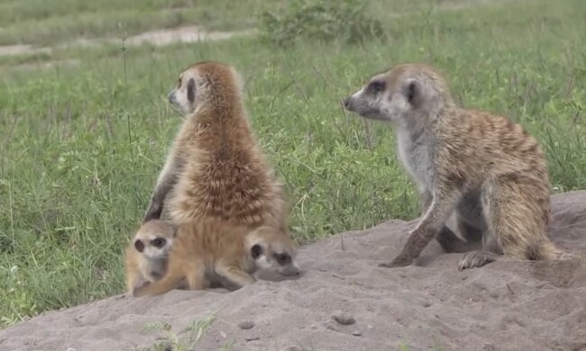 Erdmännchen. Quelle: Screenshot Youtube