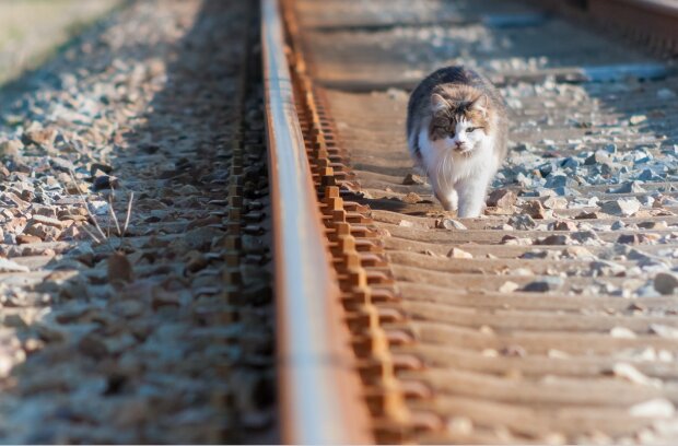 Keine Verspätung: Seit einigen Jahren kommt die Katze zum Bahnsteig und wartet darauf, dass der Zug jeden Abend ankommt