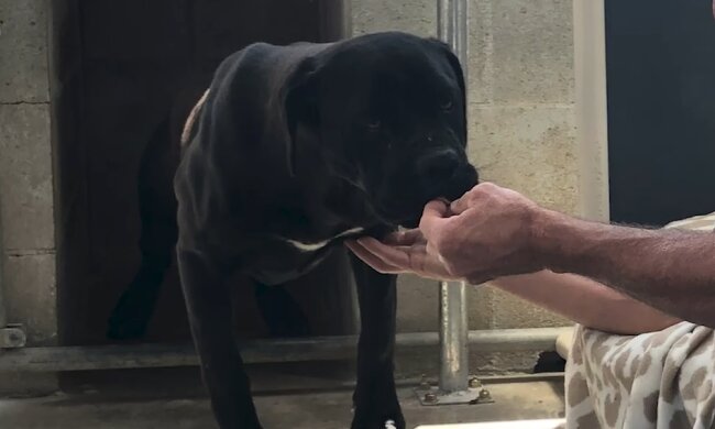 Die Hunde waren in den Bergen verschollen und verwildert, aber gute Menschen kamen ihnen zu Hilfe