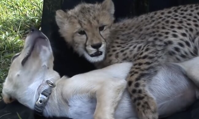 Gepard und Hund. Quelle: Screenshot YouTube
