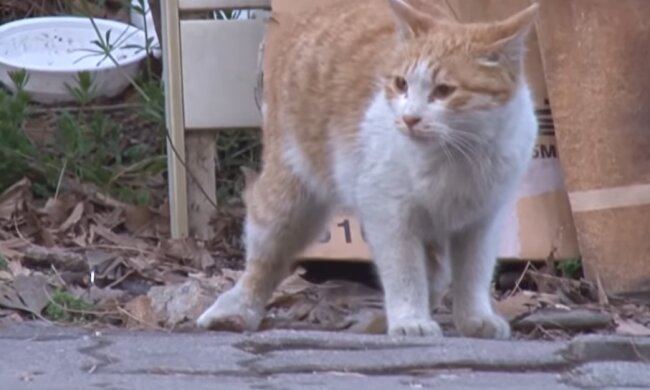 Der Kater. Quelle: Youtube Screenshot