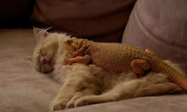 Ungewöhnliche Vereinigung: Katzen, die sich mit Eidechsen angefreundet haben