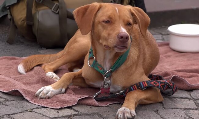 Benji. Quelle: Youtube Screenshot