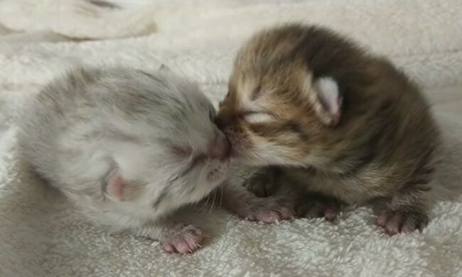 "Nicht allein gelassen": Ein Kätzchen und eine Katze, die ihrem Schicksal überlassen wurden, haben zufällig einen Retter getroffen
