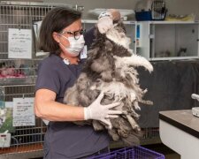 Zooschützer retteten ein zotteliges Fellmonster. Sie schnitten ein Kilogramm Fell und darunter eine charmante Katze
