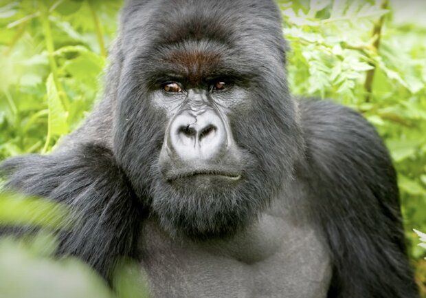 Gorilla. Quelle: Screenshot YouTube