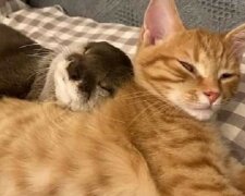 Beste Freunde: ein Otter und eine Katze schlafen süß, indem sie einander umarmen