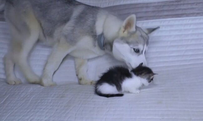 Hund und Kätzchen. Quelle: Screenshot YouTube