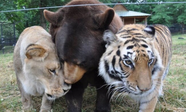 Untrennbare Freunde: Was Löwe, Tiger und Bär verbindet