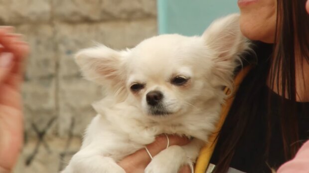 Chihuahua. Quelle: Youtube Screenshot