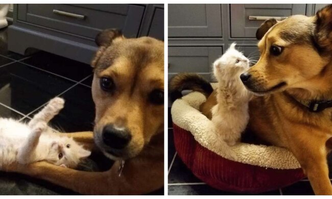 Hund und Kätzchen. Quelle: Screenshot