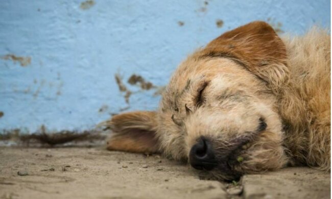 Der Hund überwand siebenhundert Kilometer extremen Dschungelpfades, um Besitzer zu gewinnen