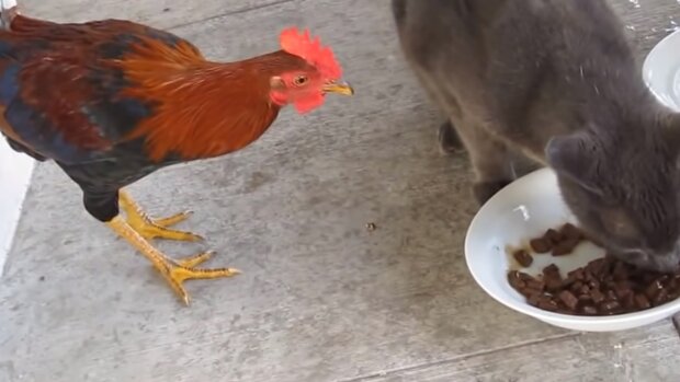 Das Huhn und die Katze. Quelle: Screenshot YouTube