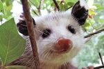 Opossum. Quelle: www. storyfox.сom