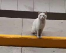 Eine schmutzige weiße Katze saß jeden Tag neben dem Laden und zog die Aufmerksamkeit auf sich