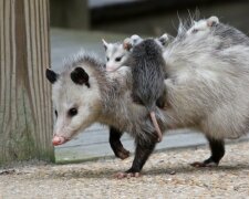 Opossum-Mama und ihre Babys. Quelle: Screenshot Youtube