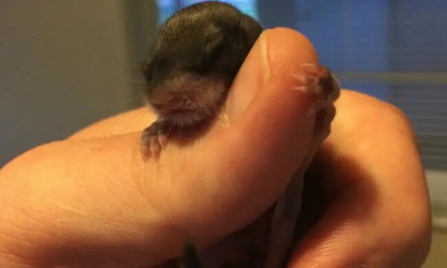 Ein Mann beschloss, ein kleines Tier zu retten, obwohl er nicht wusste, wie er sich um es kümmern muss