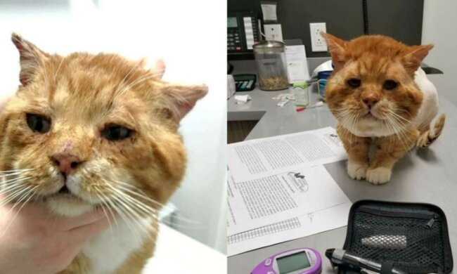 Eine streunende Katze. Quelle: life.com