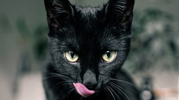 Eine schwarze Katze. Quelle: www. goodhouse.сom
