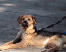 "Großes Herz": Obdachlose Frau weigert sich, die Straße zu verlassen, um bei den Hunden bleiben zu können