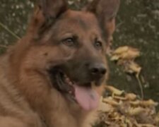 Ein unbekannter Schäferhund rettete auf wundersame Weise eine Frau, die Hilfe brauchte