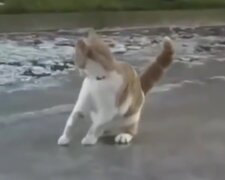 Katze war in einen Kanal gefallen. Quelle: Screenshot Youtube