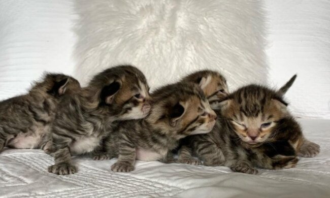 Kätzchen. Quelle: Screenshot Youtube