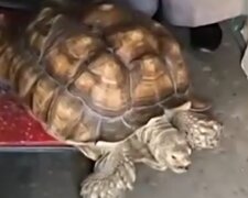 Wie eine 80-jährige Frau sich um ihre Schildkröte kümmert